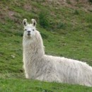 Lama